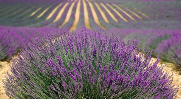 Changing climate affecting lavender crops