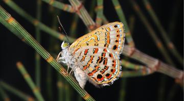 Up to three insect species become extinct in Australia every week, report says Up to three insect species become extinct in Australia every week, report says