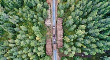 Climate Panel: Finland must reduce logging to hit emissions target Climate Panel: Finland must reduce logging to hit emissions target