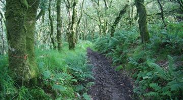 Lost area of Welsh rainforest to be returned to ancient glory Lost area of Welsh rainforest to be returned to ancient glory