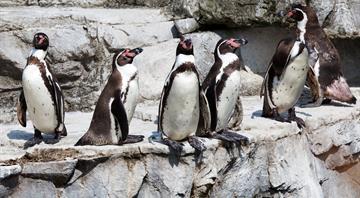 Chile's Humboldt penguins could face extinction as population plummets Chile's Humboldt penguins could face extinction as population plummets