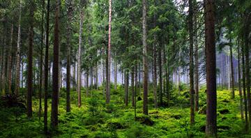 Research Finds Forests More Resilient to Climate Change Research Finds Forests More Resilient to Climate Change