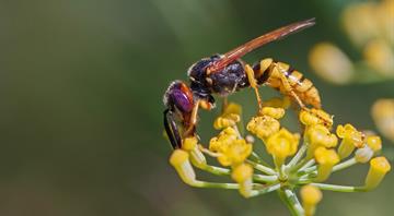 UK failing to monitor apparently falling wasp populations, expert warns UK failing to monitor apparently falling wasp populations, expert warns