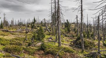 EU climate goals at risk as ailing forests absorb less CO2, scientists say EU climate goals at risk as ailing forests absorb less CO2, scientists say