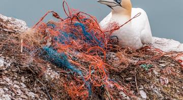 Plastic pollution leaves seabirds with brain damage similar to Alzheimer’s, study shows Plastic pollution leaves seabirds with brain damage similar to Alzheimer’s, study shows