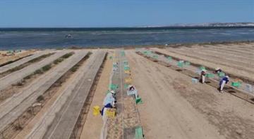 How Tunisian seaweed is changing the future of food production How Tunisian seaweed is changing the future of food production