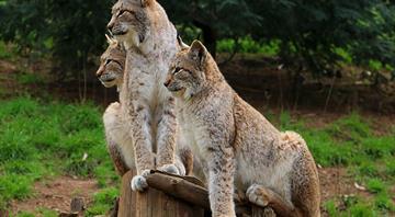 Iberian lynx no longer endangered after numbers improve in Spain and Portugal Iberian lynx no longer endangered after numbers improve in Spain and Portugal
