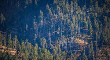 Colombia deforestation surges 43% fueled by fires, land-grabbing Colombia deforestation surges 43% fueled by fires, land-grabbing