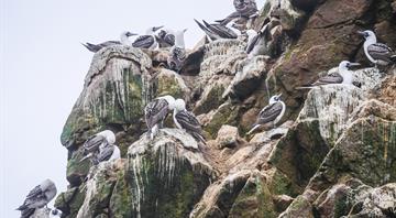 Peru's guano coastal birds face crisis as population drops over 75%, scientists say
