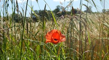 Nature in England at risk as amount of protected land falls to 2.93%, data shows Nature in England at risk as amount of protected land falls to 2.93%, data shows