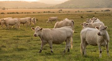 Cows help farms capture more carbon in soil, study shows Cows help farms capture more carbon in soil, study shows
