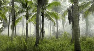 Indonesia steps up handing confiscated palm plantations to state company Indonesia steps up handing confiscated palm plantations to state company