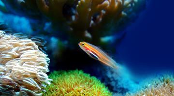 More than 60% of world's coral reefs may have bleached in past year, NOAA says More than 60% of world's coral reefs may have bleached in past year, NOAA says
