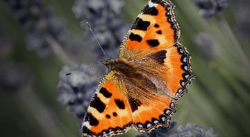 Butterfly study finds sharpest fall on record for small tortoiseshell in England