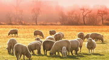 EU pumps four times more money into farming animals than growing plants