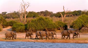 Botswana threatens to send 20,000 elephants to Germany