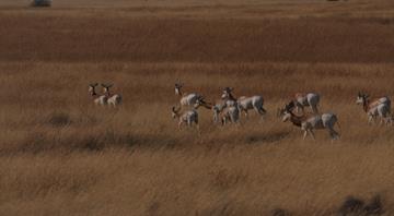 The Environment Agency–Abu Dhabi Starts the First Reintroduction Phase of Dama Gazelles in Chad The Environment Agency–Abu Dhabi Starts the First Reintroduction Phase of Dama Gazelles in Chad