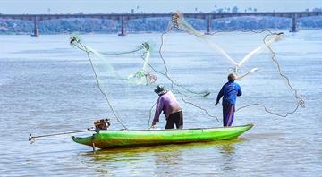 One-fifth of Mekong river fish species face extinction, report says One-fifth of Mekong river fish species face extinction, report says