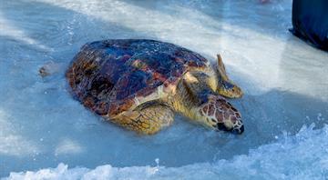 The Environment Agency–Abu Dhabi Releases 214 Rehabilitated Turtles into their Natural Habitat The Environment Agency–Abu Dhabi Releases 214 Rehabilitated Turtles into their Natural Habitat