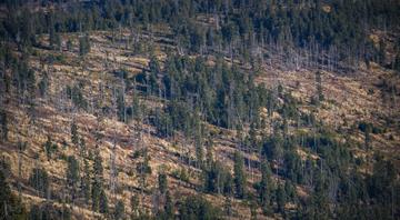 Colombia deforestation rose 35% in 2024, minister says Colombia deforestation rose 35% in 2024, minister says