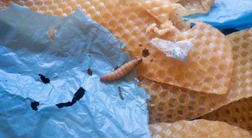 Lowly wax worm's saliva may boost fight against plastic pollution Lowly wax worm's saliva may boost fight against plastic pollution