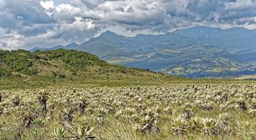 Botanists identify 33 global ‘dark spots’ with thousands of unknown plants Botanists identify 33 global ‘dark spots’ with thousands of unknown plants
