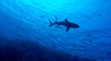 Sharks deserting coral reefs as oceans heat up, study shows Sharks deserting coral reefs as oceans heat up, study shows