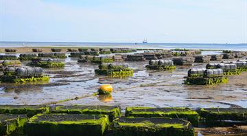 Aquafarming becomes main global source for fish, U.N. food agency says Aquafarming becomes main global source for fish, U.N. food agency says