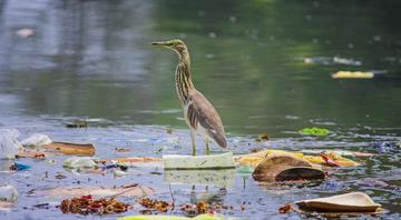 World Environment Day: UN sounds alarm on plastic pollution crisis