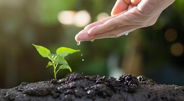 Plant diverse tree species to spread risk in climate crisis, study says