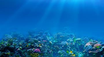 Record warm seas help to bring extraordinary new species to UK waters Record warm seas help to bring extraordinary new species to UK waters