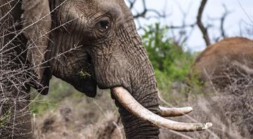 Trophy hunter killings spark fierce battle over the future of super tusker elephants Trophy hunter killings spark fierce battle over the future of super tusker elephants