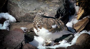 Finnish cold-climate birds and butterflies rapidly decreasing Finnish cold-climate birds and butterflies rapidly decreasing