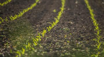 European and British soils seriously degraded by intensive farming European and British soils seriously degraded by intensive farming