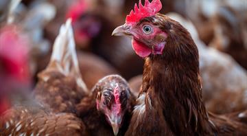 Chicken manure can be classified as industrial waste, judge rules Chicken manure can be classified as industrial waste, judge rules