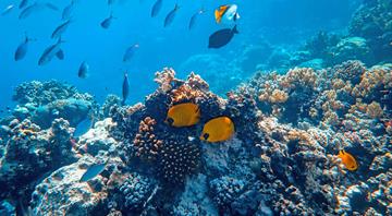 Nations gather to negotiate deep sea mining code as opposition mounts