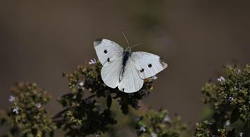 Butterfly populations plummet by 22% in US since turn of century Butterfly populations plummet by 22% in US since turn of century