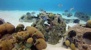 Environment Agency–Abu Dhabi launches Abu Dhabi Coral Gardens initiative, largest project of its kind in Middle East Environment Agency–Abu Dhabi launches Abu Dhabi Coral Gardens initiative, largest project of its kind in Middle East