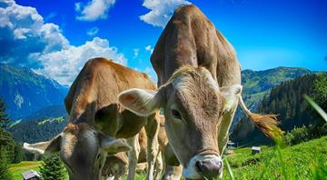 Major gaps between EU farming incentives and Green Deal goals, ECA says Major gaps between EU farming incentives and Green Deal goals, ECA says