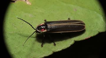 Climate change is killing fireflies – threatening a US summer ritual Climate change is killing fireflies – threatening a US summer ritual