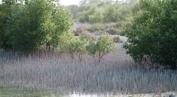 The Environment Agency–Abu Dhabi Launches Initiative to Plant a Mangrove Tree for Every WEEC 2024 Visitor and Enhance Community Participation in Environmental Research The Environment Agency–Abu Dhabi Launches Initiative to Plant a Mangrove Tree for Every WEEC 2024 Visitor and Enhance Community Participation in Environmental Research