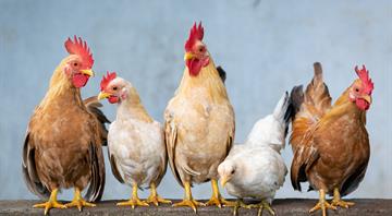 The European towns that give away free chickens The European towns that give away free chickens