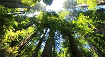 California fires killed nearly 20 percent of the world’s Sequoias California fires killed nearly 20 percent of the world’s Sequoias