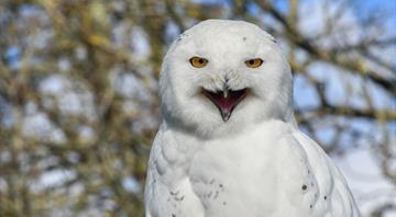 Collapsing bird numbers in North America prompt fears of ecological crisis – research Collapsing bird numbers in North America prompt fears of ecological crisis – research