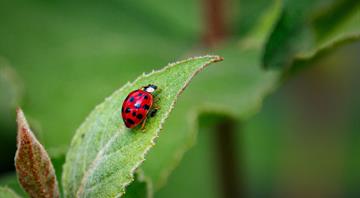 Less than 1% of UK biosecurity budget goes on tackling invasive species, figures show Less than 1% of UK biosecurity budget goes on tackling invasive species, figures show