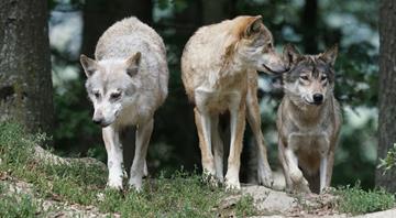 Wolves to lose 'strictly protected' status in Europe Wolves to lose 'strictly protected' status in Europe