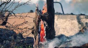 War ignited record-breaking wildfires in Ukraine last year, scientists say War ignited record-breaking wildfires in Ukraine last year, scientists say