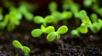 Global carbon removal market could reach $100 billion/yr from 2030-35, report says Global carbon removal market could reach $100 billion/yr from 2030-35, report says
