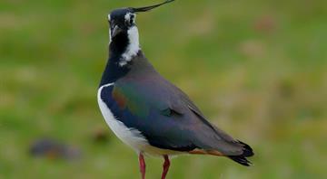 Wild bird numbers continue to fall in UK with some species in ‘dramatic freefall’ Wild bird numbers continue to fall in UK with some species in ‘dramatic freefall’