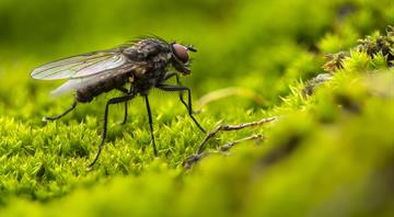 London insect farm hatches plan for greener way to feed animals